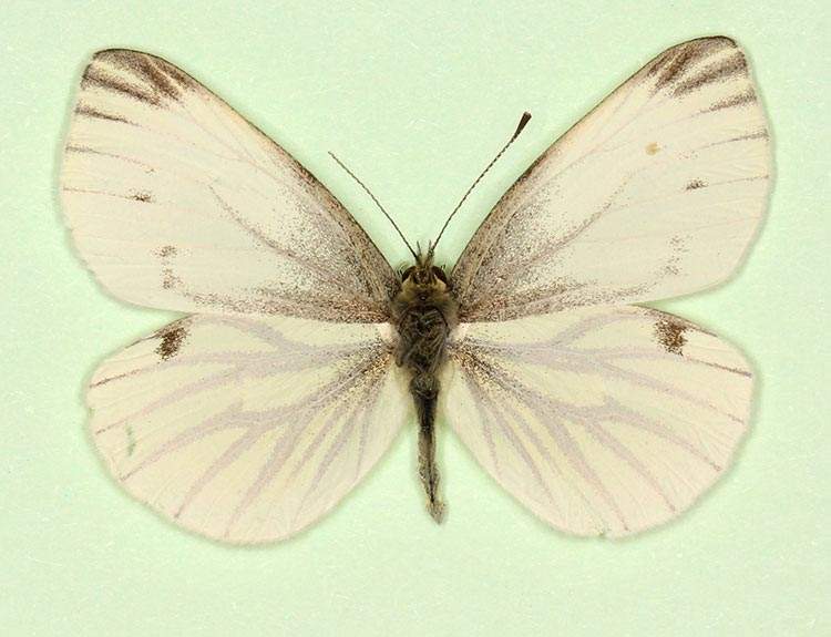 Pieris napi female (aberrant form immaculata) (Internet Image property of respective owner, non-commercial use only)